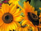 Mobile Preview: Sonnenblume "Mahagony"- Helianthus annuus