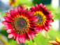 Mobile Preview: Sonnenblume "Mahagony"- Helianthus annuus