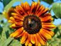 Preview: Sonnenblume "Mahagony"- Helianthus annuus