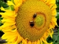 Preview: Sonnenblume "Summersun" - Helianthus annuus