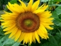 Preview: Sonnenblume "Summersun" - Helianthus annuus