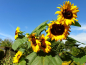 Mobile Preview: Saatgut Gelbe Sonnenblume - Helianthus annuus