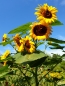 Mobile Preview: Gelbe Sonnenblume - Helianthus annuus