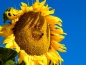 Mobile Preview: Helianthus annuus
