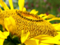 Preview: Giganten Sonnenblume - Helianthus annuus