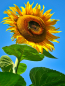 Preview: Giganten Sonnenblume - Helianthus annuus