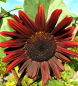 Preview: Sonnenblume Chocolat- Helianthus annuus