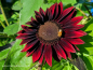 Preview: Sonnenblume Chocolat- Helianthus annuus