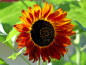 Mobile Preview: Sonnenblume "Terracotta"- Helianthus annuus