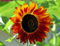 Preview: Sonnenblume "Terracotta"- Helianthus annuus