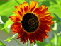 Preview: Sonnenblume "Mahagony"- Helianthus annuus