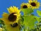 Preview: Gelbe Sonnenblume MINI - Helianthus annuus - Kopie