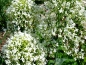 Mobile Preview: Weiße Spornblume Centranthus ruber 'Albus'
