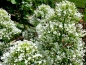 Mobile Preview: Weiße Spornblume Centranthus ruber 'Albus'