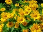 Mobile Preview: Saatgut Stauden Sonnenblume - Helianthus decapetalus