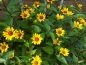 Mobile Preview: Sonnenauge - Heliopsis helianthoides var. scabra 'Summer Nights'