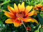 Mobile Preview: Sonnenauge - Heliopsis helianthoides var. scabra 'Summer Nights'