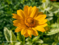 Preview: Sonnenauge - Heliopsis helianthoides „Sunburst“