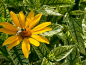 Preview: Sonnenauge - Heliopsis helianthoides „Sunburst“