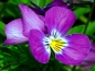 Preview: Wilde Stiefmütterchen - Viola tricolor