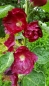 Preview: Gewöhnliche Stockrose Bordeauxrot - Alcea rosea