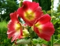 Mobile Preview: Gewöhnliche Stockrose HS - Alcea rosea "Red Rainbow"