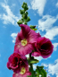 Mobile Preview: Gewöhnliche Stockrose Lila Dunkelrot Bordeaux- Alcea rosea