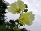 Mobile Preview: Gewöhnliche Stockrose Neon - Alcea rosea