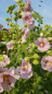 Preview: Saatgut Gewöhnliche Stockrose Rosa-Weiss - Alcea rosea