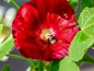 Mobile Preview: Gewöhnliche Stockrose rot - Alcea rosea