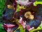Mobile Preview: Stockrose - Alcea rosea "Black"