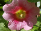Mobile Preview: Gewöhnliche Stockrose Rosa - Alcea rosea