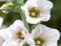Mobile Preview: Gewöhnliche Stockrose weiss - Alcea rosea