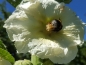 Preview: Gewöhnliche Stockrose - Alcea rosea