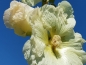 Preview: Gewöhnliche Stockrose - Alcea rosea