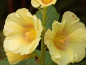 Preview: Gewöhnliche Stockrose Gelb - Alcea rosea