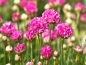 Preview: Rote Strandnelke - Armeria maritima