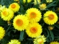 Mobile Preview: Strohblume 'Yellow' - Helichrysum bracteatum