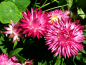 Preview: Strohblume - Helichrysum bracteatum "Lovely Rose"