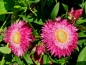Preview: Strohblume - Helichrysum bracteatum "Lovely Rose"