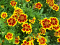 Preview: Tagetes - Tagetes patula