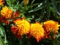 Mobile Preview: Tagetes Tagetes patula