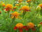 Mobile Preview: Tagetes patula -