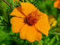 Preview: Studentenblume - Tagetes erecta 'Orange Sun'