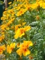 Preview: Tagetes - Tagetes patula 'Chasca'