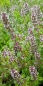 Preview: Mehrjähriger Gartenthymian - Thymus vulgaris