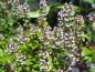 Preview: Mehrjähriger Gartenthymian - Thymus vulgaris