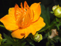 Mobile Preview: Trollblume - Trollius chinensis Golden Queen