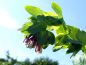 Preview: Große Wachsblume - Cerinthe major 'Purpurascens'