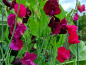Preview: Duftwicke - Lathyrus odoratus 'Red Mix'
